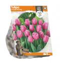 Baltus Tulipa Triumph Pink Flag tulpen bloembollen per 5 stuks